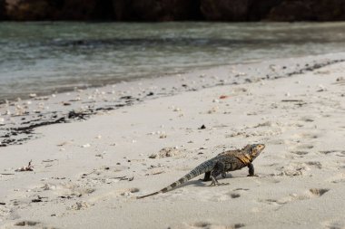 İguana portresi. Egzotik iguana. Iguana Adası, Panama 
