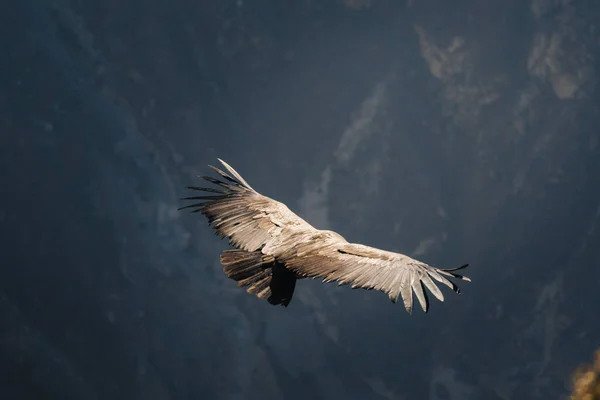 Colca Kanyonu Peru Güney Amerika Üzerinde Uçan Akbaba Dünyanın Büyük — Stok fotoğraf