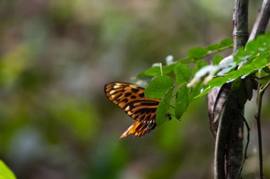 Vahşi turuncu kelebek