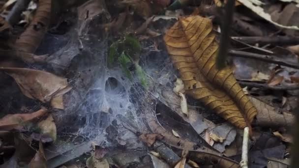 Video Funnel Web Spider Nest Iquitos Amazonas Peru — стокове відео