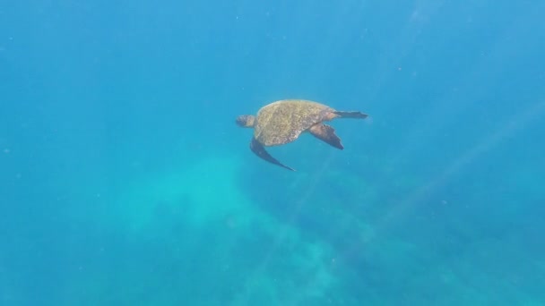 Відео Морська Черепаха Плаває Під Водою Панамі Америка — стокове відео