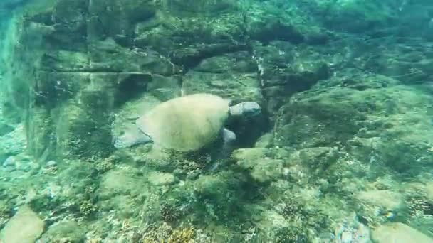 Video Sea Turtle Swimming Underwater Panama America — Stock Video