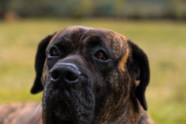 Dogo Canario 'nun portresi Presa Canario olarak da bilinir.