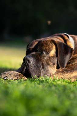 Dogo Canario 'nun portresi ya da Presa Canario, İspanya' nın Kanarya Adaları 'nda doğmuş bir köpek.