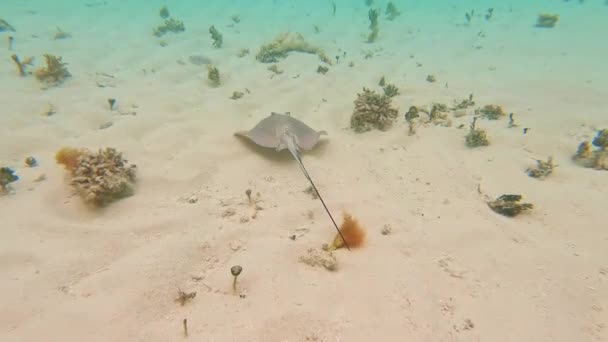 Wideo Małym Promieniem Manty Pływającym Pod Wodą Morzu Karaibskim Wyspy — Wideo stockowe