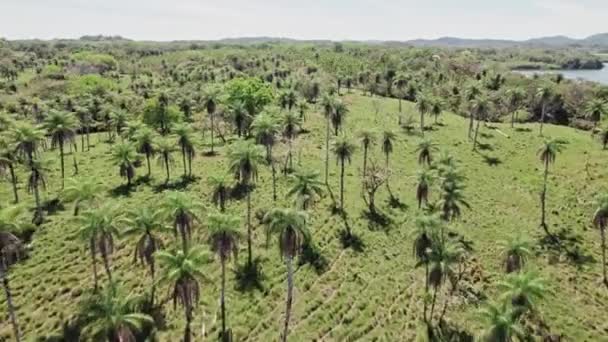 Video Leteckého Pohledu Palmy Moře Ostrovech San Blas Panamě — Stock video