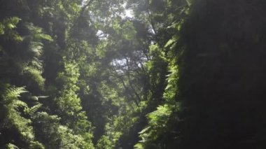Yağmurun gerçek zamanlı videosu. Güneş parlarken ormanda usulca düşüyor.