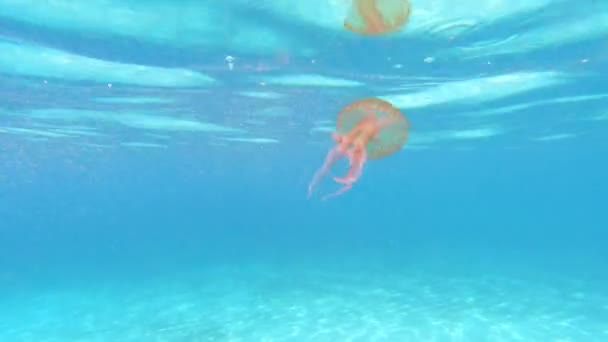 Podwodny Film Ślicznotki Różowej Meduzy Pływającej Morzu — Wideo stockowe