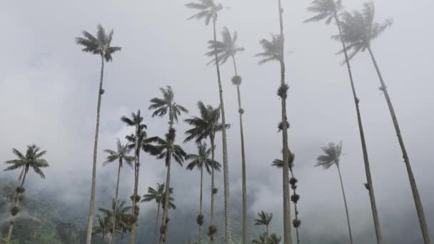 Horizontales Video Echtzeit Von Einigen Palmen Die Mit Dem Regen — Stockvideo