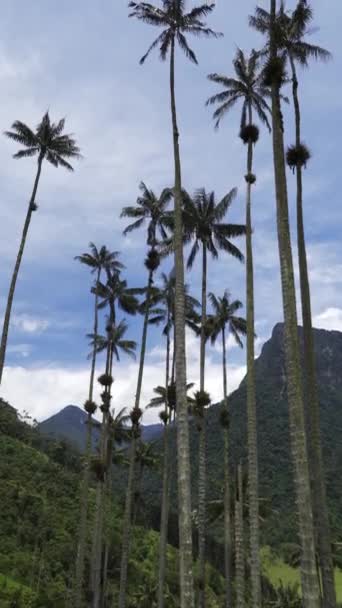 Vidéo Verticale Temps Réel Palmiers Agitant Dans Vallée Del Cocora — Video