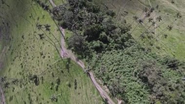 Yeşil bir güzellik vadisinde balmumu palmiye ağaçları arasında yürüyen insanların üzerinde yatay hava aracı videosu. Cocora Vadisi, Kolombiya