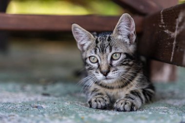 Bir kedi yerde yatıyor Kedi kameraya bakıyor