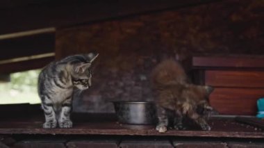 İki meraklı kedi yavrusu kırsal bir ahşap yüzeyde çevreleriyle çatışmaya giriyor. Bir kedi yakınlarda çalarken diğeri yakından izler. Bu sakin açık havada güneş usulca parlıyor..
