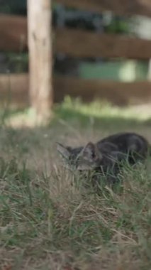 Neşeli bir kedinin dikey videosu arka bahçedeki uzun otların arasında gizlice geziniyor, güneşli bir öğleden sonra doğal merakını ve avlanma içgüdülerini sergiliyor..