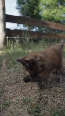 Oyuncu bir kedi, güneşli bir öğleden sonra doğal merakını ve avlanma içgüdülerini sergileyerek arka bahçedeki uzun otların arasında gizlice gezinir..