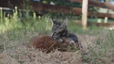 İki sevimli kedi yavrusu çimenli bir arazide şakacı maskaralıklara dalıyorlar. Güneşli arka bahçede enerjik ve meraklı doğalarını sergiliyorlar..