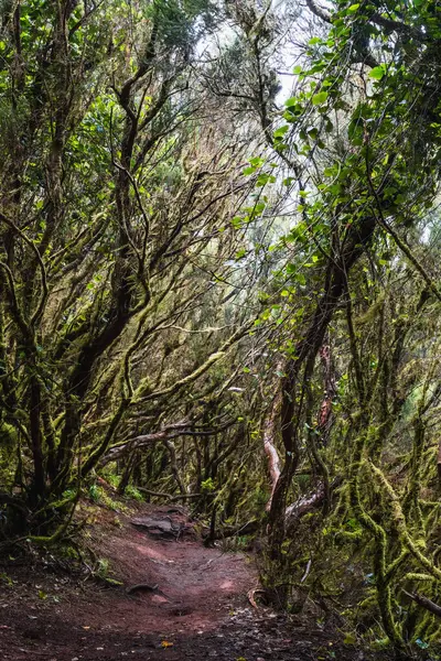 Yoğun bir ormanda, bulutlu bir gökyüzünün altında, çarpık ağaçlar ve canlı yeşilliklerle dolu dar bir patika dolaşır. Huzurlu çevreyi keşfetmeye davet eder..