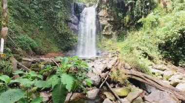 4k video yağmur ormanlarında şelale, ağaçta ışık ve Boquete, Panama 'da ayrılıyor