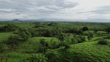 4K video Orman Ormanı 'nda tropikal ağaçlarla birlikte. Hava durumu yağmuru ve bulutlar. Panama Ormanı