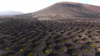 Lanzarote 'nin çarpıcı volkanik arazisinin kara lav tarlaları arasında dairesel üzüm bağlarını gösteren drone görüntüsü. La Geria