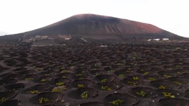 Lanzarote 'nin çarpıcı volkanik arazisinin kara lav tarlaları arasında dairesel üzüm bağlarını gösteren drone görüntüsü. La Geria