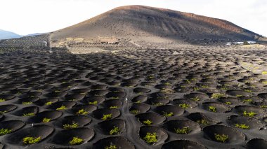 Lanzarote 'nin çarpıcı volkanik arazisinin kara lav tarlaları arasında dairesel üzüm bağlarını gösteren drone görüntüsü. La Geria
