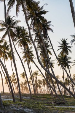 Tropik bir plajda uzanan palmiye ağaçlarını aydınlatan altın saat ışığı dingin ve egzotik bir manzara yaratıyor.