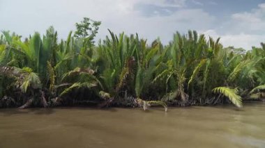 Borneo 'daki çamurlu nehir kıyısında yetişen yemyeşil meyve ağaçları.