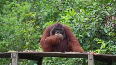 Borneo, Endonezya 'daki yemyeşil ormanlarda ahşap platformda oturan büyük orangutan.