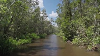 Tropikal nehir Borneo 'daki yeşil bir ormandan sorunsuzca akıyor.