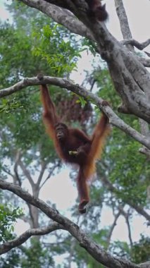 Vahşi orangutanlar ağaç dalında asılı ve yağmur ormanlarında muz yiyorlar.