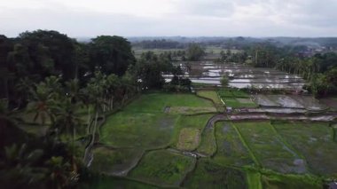 Bali, Endonezya 'da pirinç tarlalarının ve palmiye ağaçlarının manzarası