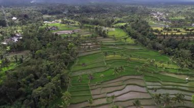 Yeşil pirinç tarlaları, Endonezya tarımının güzelliğini gösteren büyüleyici bir desen oluşturur.