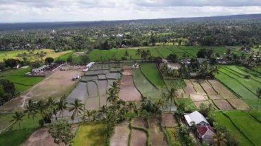 Pirinç tarlalarının ve Endonezya 'daki palmiye ağaçlarının manzarası doğanın güzelliğini gözler önüne seriyor.