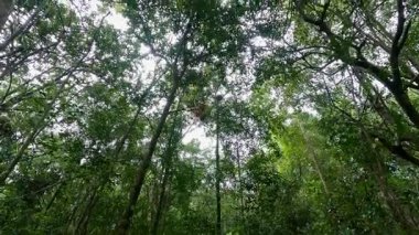 Vahşi orangutan yağmur ormanlarında zarifçe ilerler.