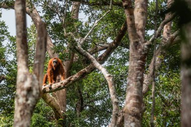 Görkemli orangutan yağmur ormanlarındaki bir ağaç dalına tünemiş doğal ortamının tadını çıkarıyor.