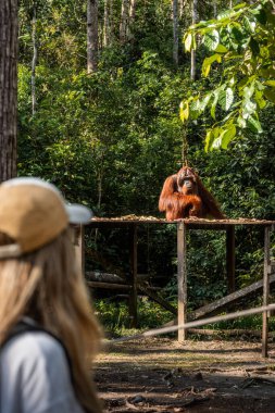 Ahşap bir platformda oturan dişi orangutan ve Borneo yağmur ormanlarındaki bir rehabilitasyon merkezinde maymunu izleyen bir turist.