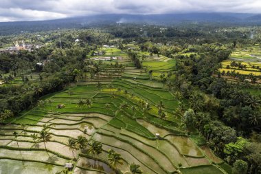 Canlı yeşil pirinç tarlalarının havadan görünüşü, endonezya tarımının güzelliğini gözler önüne sererek, arazide karmaşık desenler oluşturuyor.