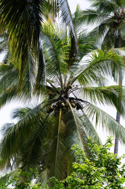Kolombiya 'da yemyeşil hindistan cevizi palmiyesi, tropikal yaşam tarzını ve seyahat yerini temsil eder.