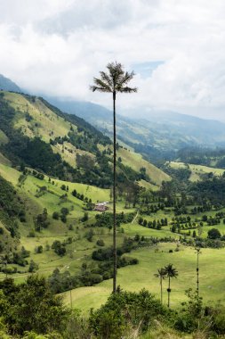 Görkemli balmumu palmiye kakao vadisi yemyeşil Kolombiya manzaralarının üzerinde yükseliyor