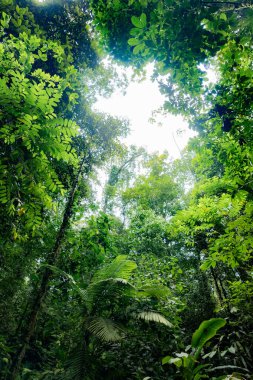 Güneş ışığı ağaçların ve bitkilerin yoğun gölgelerinden süzülerek Kolombiya yağmur ormanlarında canlı yeşil bir manzara yaratır.