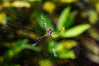 Renkli argiope örümceği karmaşık ağında zig-zag stabilimentum yaratarak doğanın güzelliğini gözler önüne seriyor.
