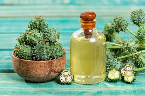 stock image Fruits Green and castor oil - Ricinus communis