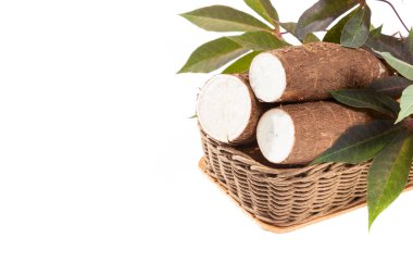 Fresh Organic Cassava Root - Manioc Esculenta; On White Background clipart