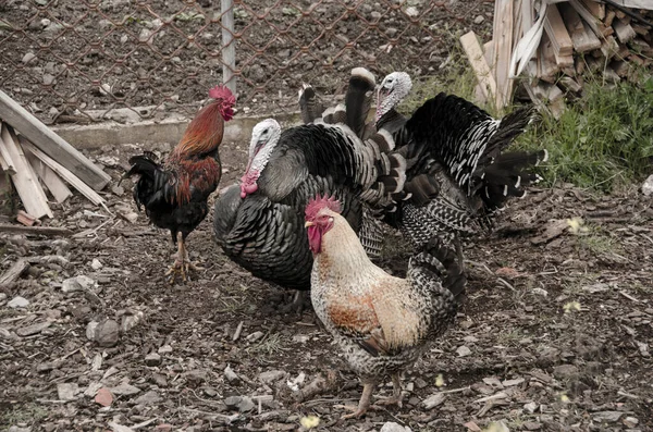 Hens Turkeys Graze Freely Outdoor Mountainous Coop Farm Arcadia Greece — Stock Photo, Image