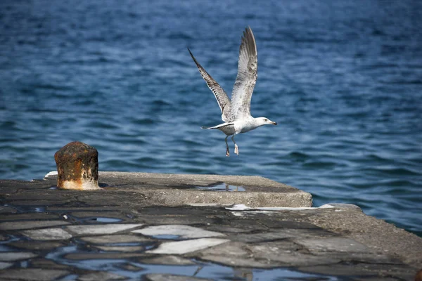 Jeune Oiseau Mer Survolant Quai — Photo