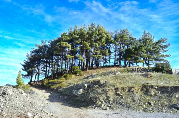 青い空の下の丘の上の道と木 — ストック写真