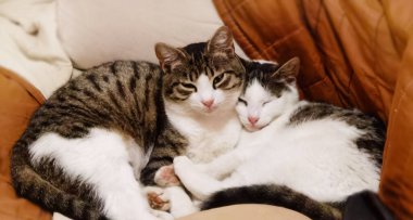 Tatlı ve sevimli kediler kanepede birbirlerine sokulmuş, yarı uykulu, huzur içinde uykularının ve evlerinin sıcacık sıcaklığının tadını çıkarıyorlar.