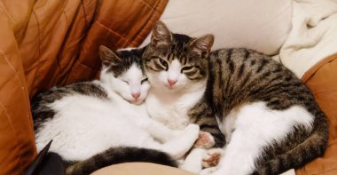 Tatlı ve sevimli kediler kanepede birbirlerine sokulmuş, yarı uykulu, huzur içinde uykularının ve evlerinin sıcacık sıcaklığının tadını çıkarıyorlar.