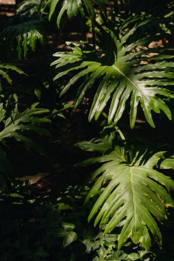 Canavar yeşili dikey fotoğraf bırakır. Koyu yeşil renkler. Philodendron canavar dokuları. Tropik yapraklar.